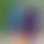 Galaxy trandafir cadou | ROSIVERSE