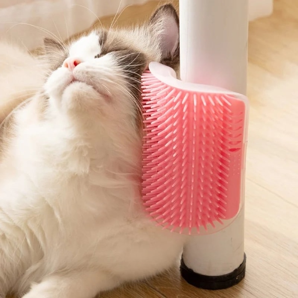 CATGROOM-3831127643362-N-2__210326